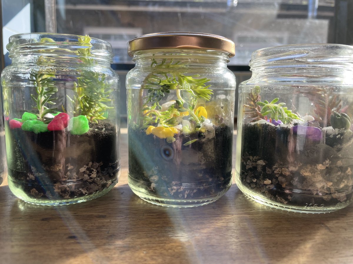 ScienceBHGirls's tweet photo. Biologists in year 10 have been making mini terrariums to celebrate #growth for #BritishScienceWeek2022 https://t.co/tqfFuLXjM1