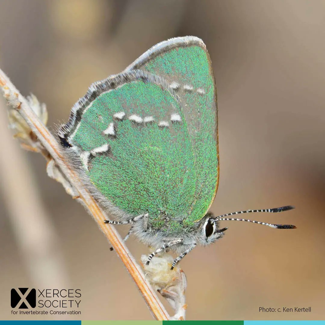 Got green? The desert green hairstreak (Callophrys sheridanii comstocki) comes dressed to impress for #StPatricksDay🍀. One our favorite green insects, Xerces is working to improve data collection and raise awareness of this imperiled species.

Learn more: buff.ly/3CPqsV2