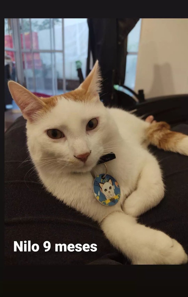 VOLVEMOS A PEDIR TRÁNSITO POR ELLOS
URGENTES ‼️
Mañana debemos reubicar a #MANDY Y #ZEBRA y no tenemos dónde llevarlas 
Tenemos que reubicar urgente a #NILO que está obsesionado con la gatita local. 
#LOGAN necesita otro lugar también urgente.