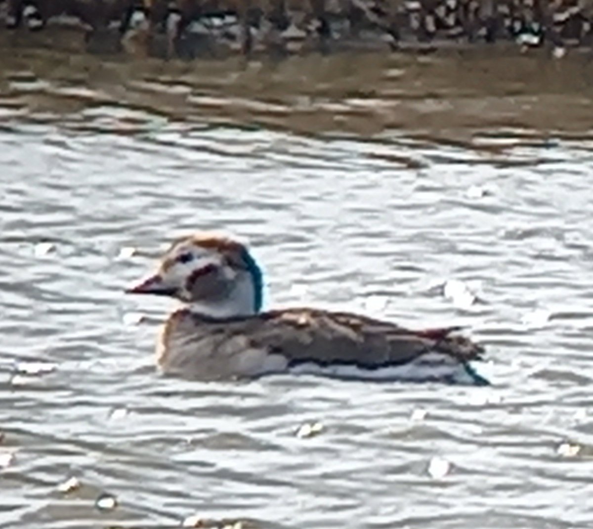 Matthew Peak tweet media