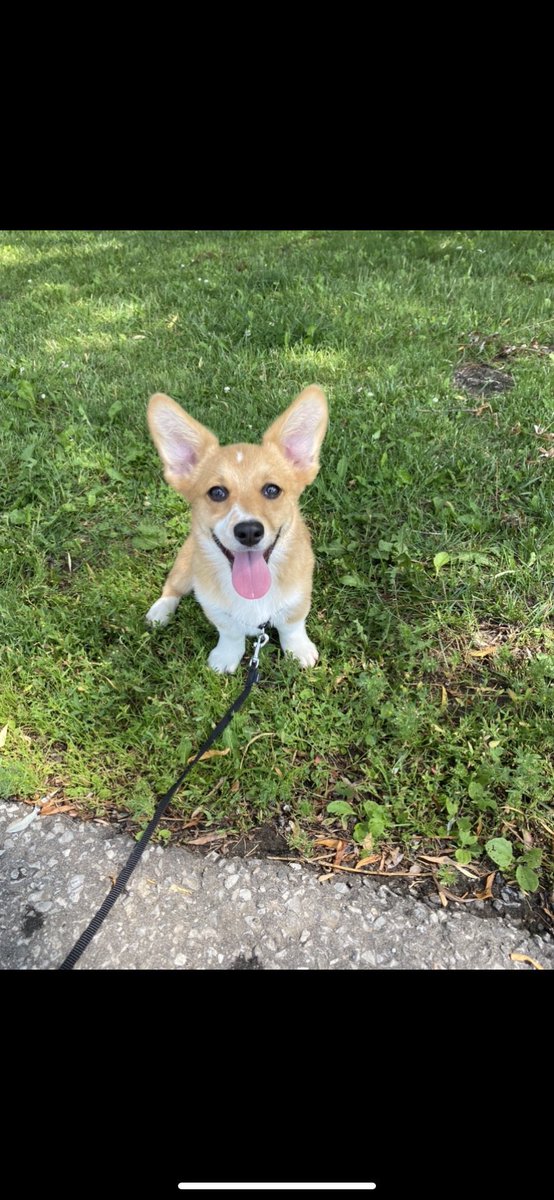 Laurier Dogs tweet media