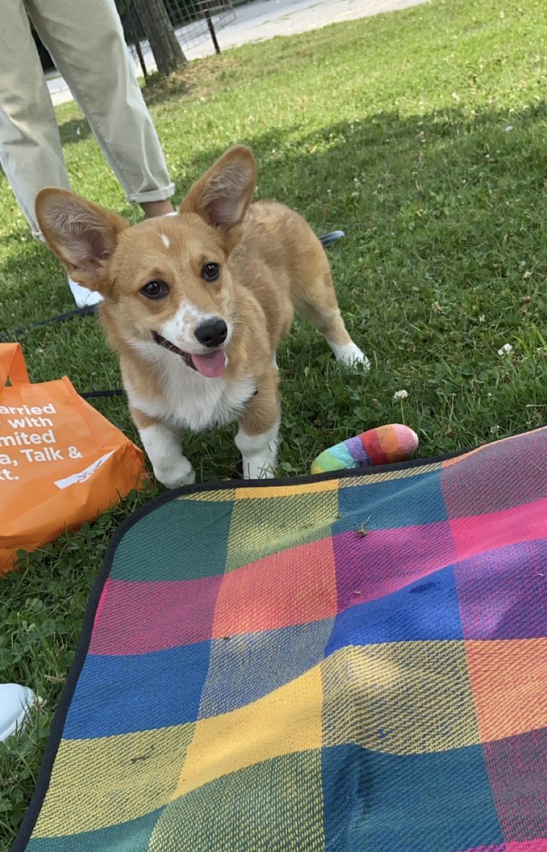 Laurier Dogs tweet media