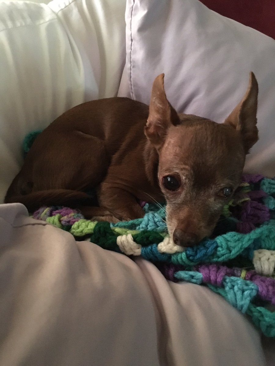 cooperscocoanc1's tweet photo. Less greys but still Bootiful!
#cocoa #dogsoftwitter #ThrowbackThursday #chisquad https://t.co/nDxkZNqmv4