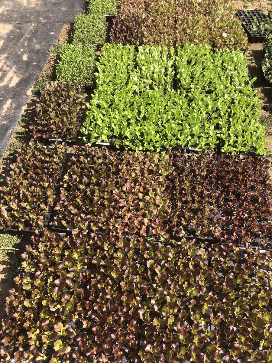 Dodofarms tweet media