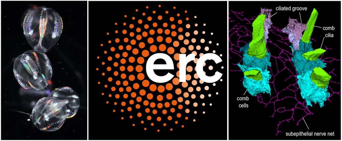 Very excited & grateful to have received an @ERC_Research Consolidator Grant for the project ORIGINEURO @Sars_Centre @UiB to study the neural network of ctenophores. Big thanks to my outstanding team, mentors & collaborators. #ERCCoG #ctenophores