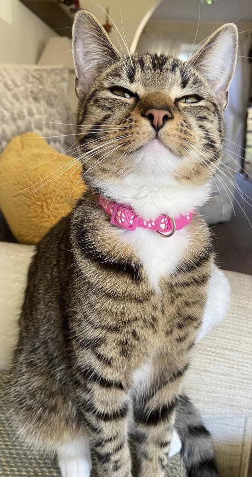 RoxyRich's tweet photo. Like butter wouldn't melt 😁
#roxy #roxycat #KittensOfTwitter https://t.co/24dqjLSVcO