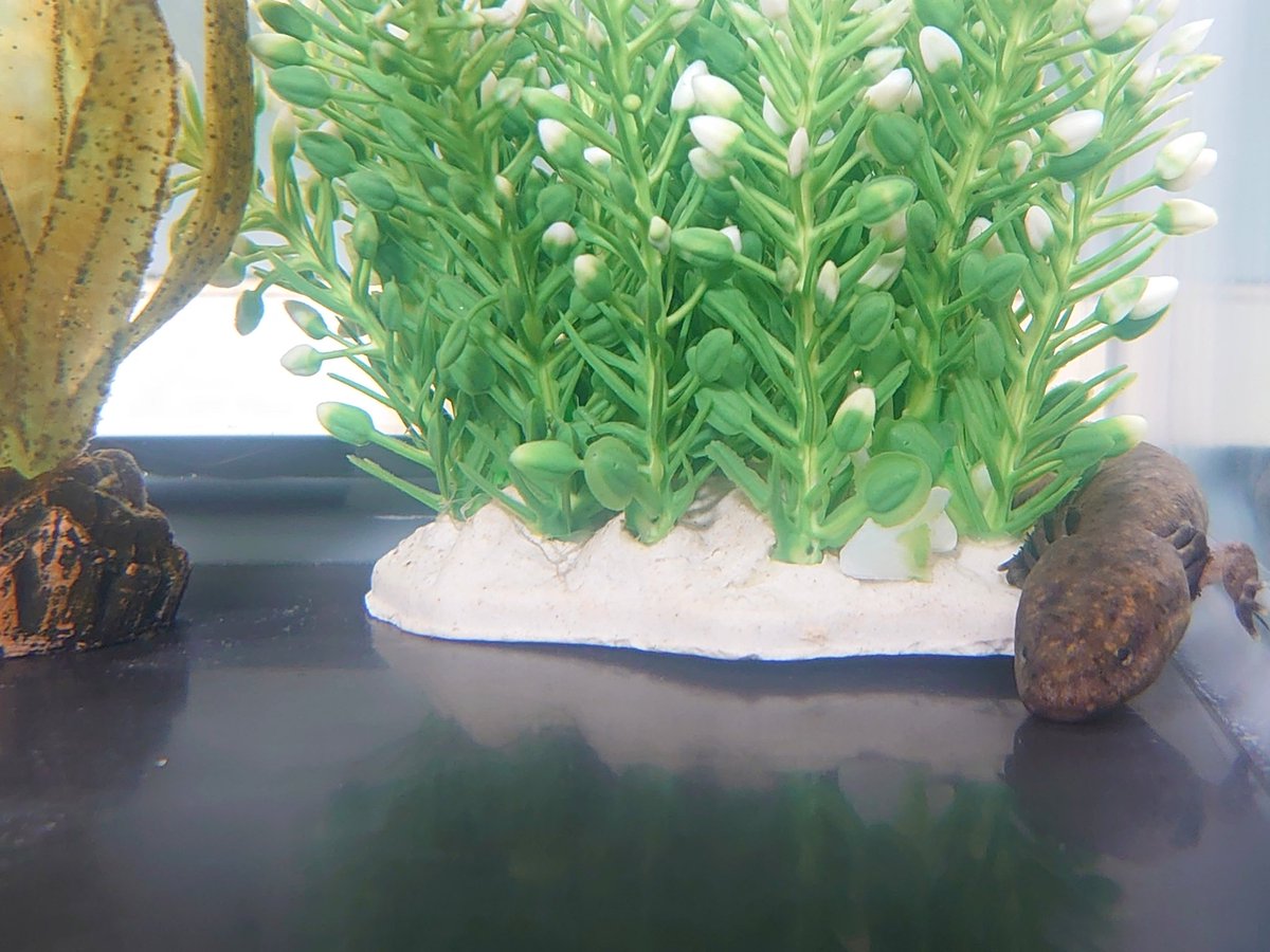 _reptilesssss's tweet photo. うなぎの水槽が水温上がりやすいから冷却ファンとサーモスタッド導入
ファンの音にびっくりして隠れるうなぎ𓈒 𓂂𓏸
#やきとりんちのおにまるさん
#マッドパピー
#サンショウウオ
#両生類
#Necturus https://t.co/L2HQXs87tE