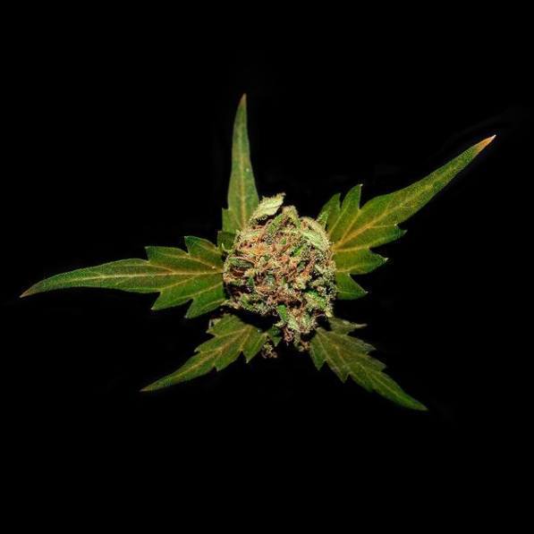 Smoke Buddies tweet media