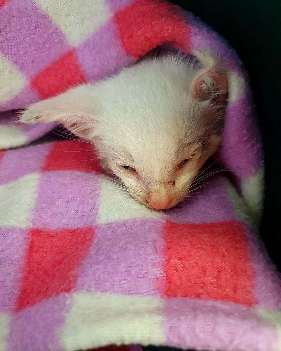 Ayer nos pidieron ayuda urgente por él, un pequeño que apenas pesa 300 gr., desnutrido, deshidratado
Nos dijeron que posiblemente recibió un golpe💔
El pronóstico es muy malo...quedó internado en incubadora...
Más allá de ayuda económica pedimos maden fuerza y mucha energía 🙏