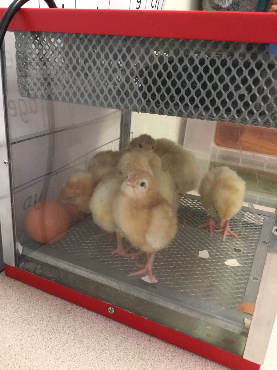 HodkinsonRBL's tweet photo. 8 chicks in total! Wow! 
The children can wait to transfer them to the brooder and learn how to look after them! https://t.co/onHpqjpXBa