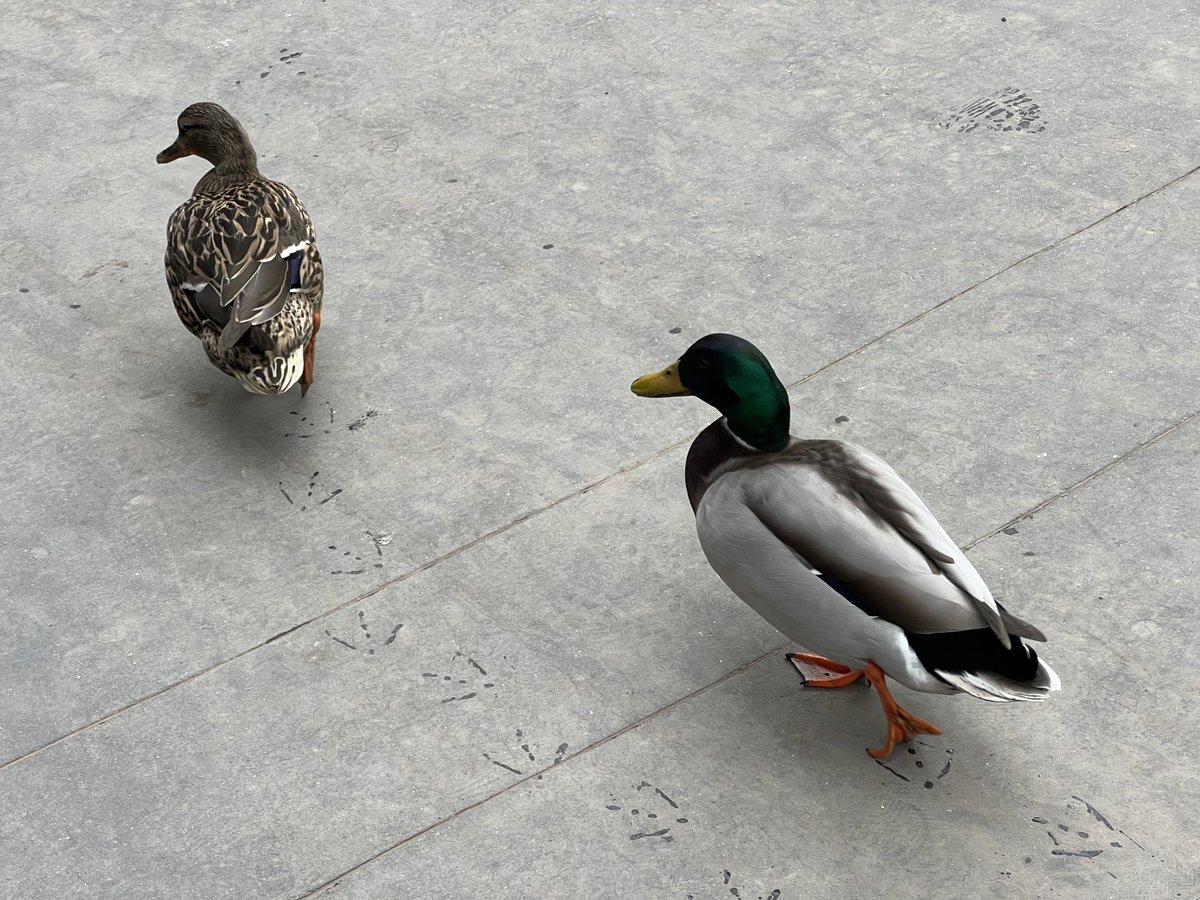 Fabrice Kordon tweet media