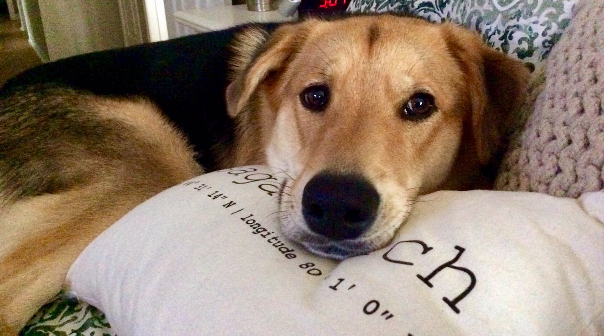 bryancallaghan's tweet photo. Only the luckiest of lucky dogs are born on  #StPatricksDay

#HappyBirthday, Miss Lucy! ☘️

#AdoptDontShop #RescueDogs 
#NorthernDogs https://t.co/ywS2KxtWRg