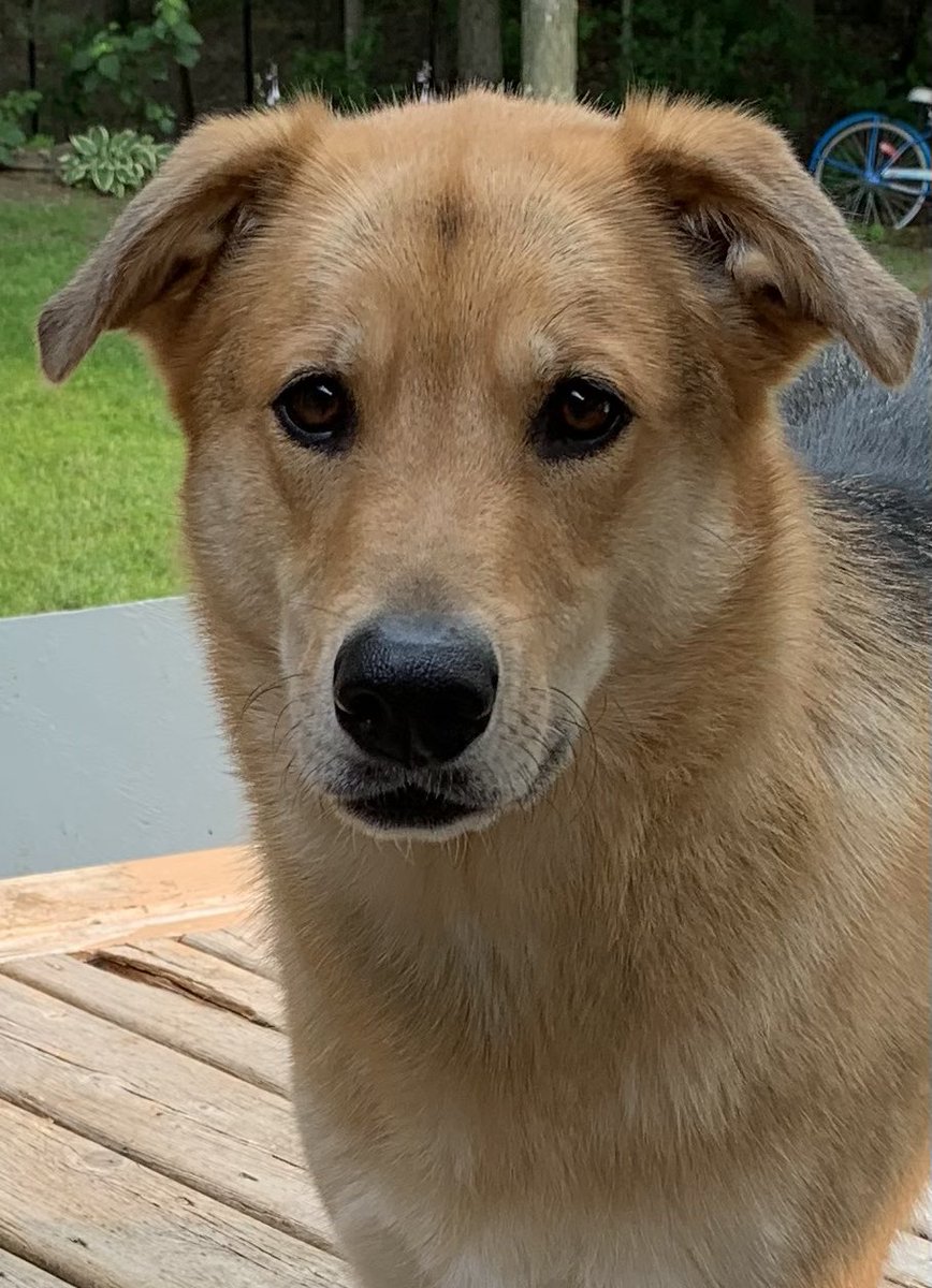 bryancallaghan's tweet photo. Only the luckiest of lucky dogs are born on  #StPatricksDay

#HappyBirthday, Miss Lucy! ☘️

#AdoptDontShop #RescueDogs 
#NorthernDogs https://t.co/ywS2KxtWRg