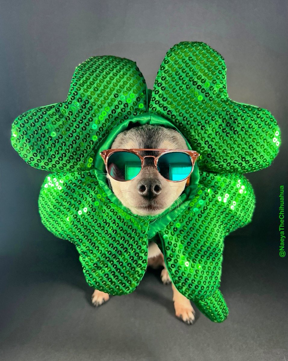 Rustylinda's tweet photo. HAPPY ST. PATRICK’S DAY!
#stpatricksday https://t.co/iMs9aSuL8I