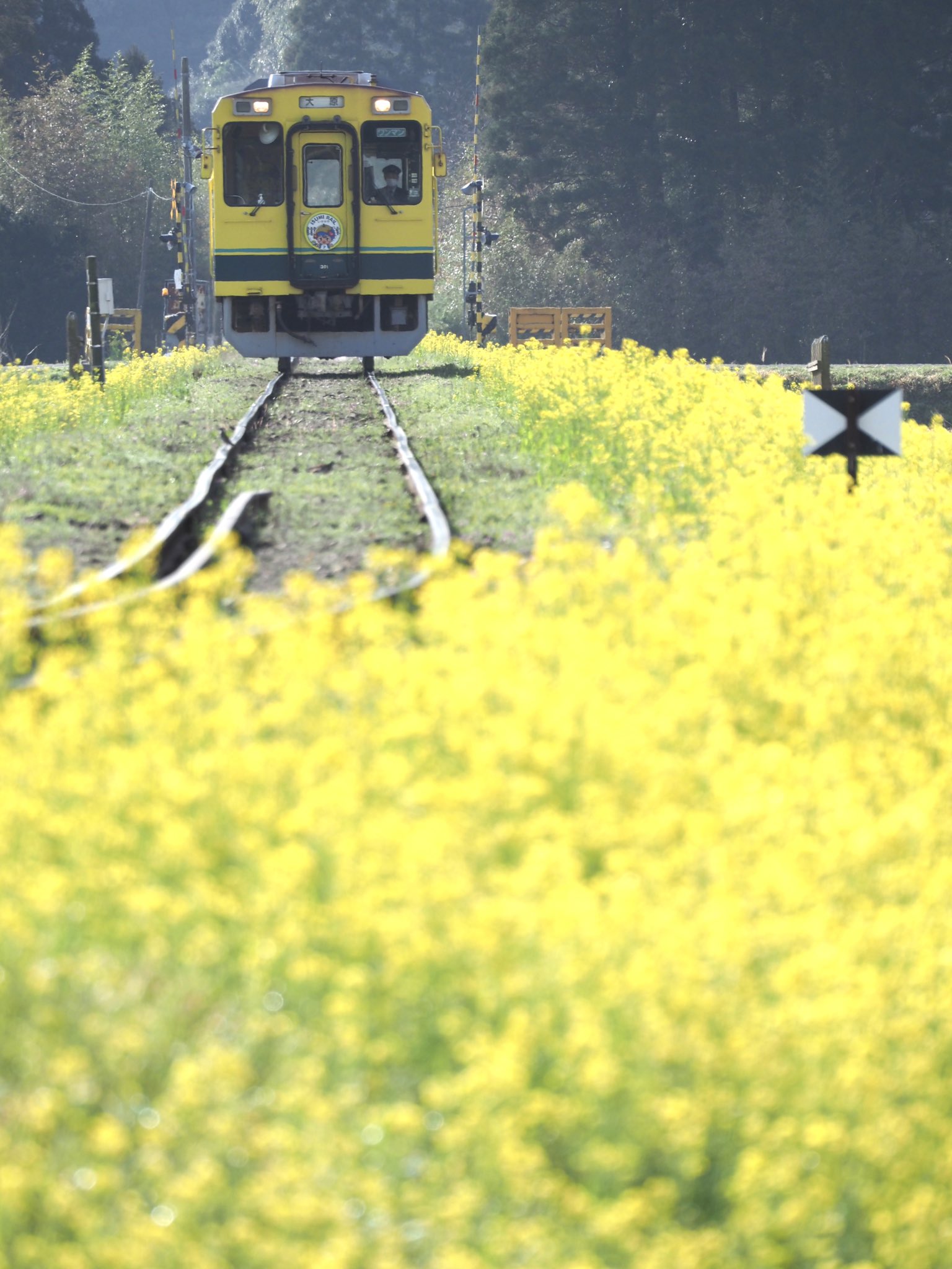 ふないっしー 今日のいすみ鉄道からの4枚 菜の花は日毎に成長してきて今が見頃です いすみ鉄道 菜の花 T Co Seeix8qufi Twitter