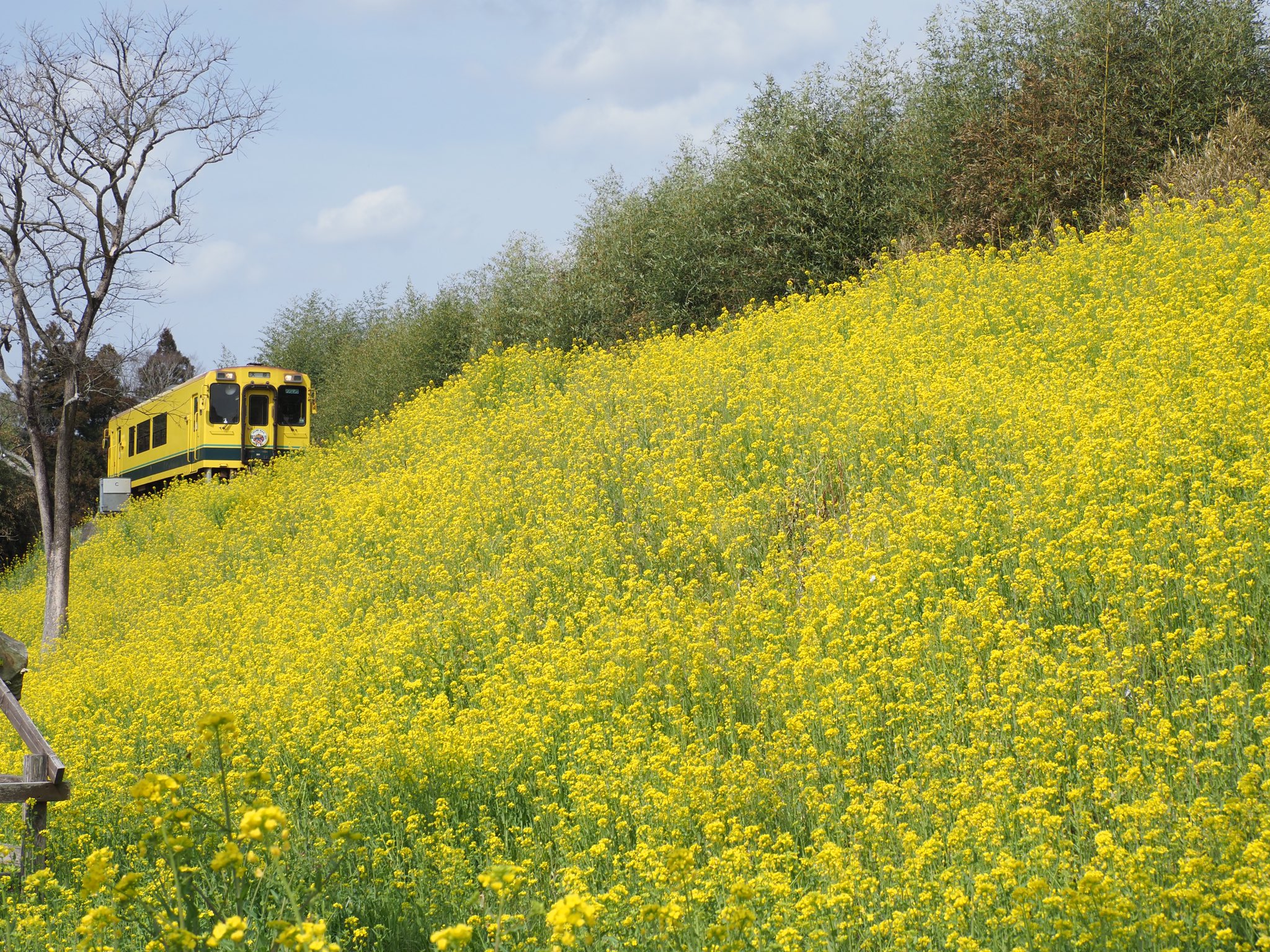 ふないっしー 今日のいすみ鉄道からの4枚 菜の花は日毎に成長してきて今が見頃です いすみ鉄道 菜の花 T Co Seeix8qufi Twitter
