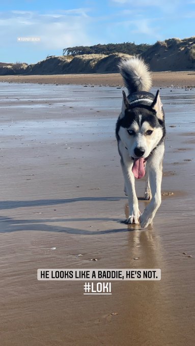 He makes me happy ❤️☀️ https://t.co/dJhKXA32Km<a href="/tag/loki"class="tags"><span>#loki</span></a>