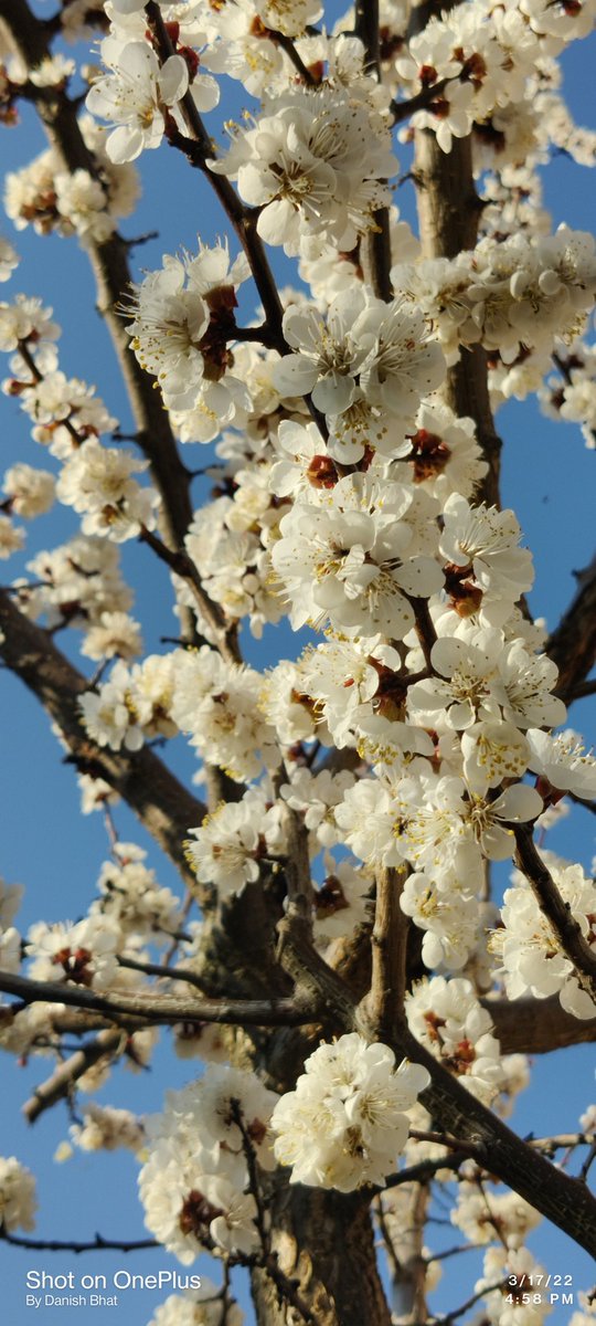 Danish1207's tweet photo. #Firstblossom https://t.co/a0YB3AQcSD