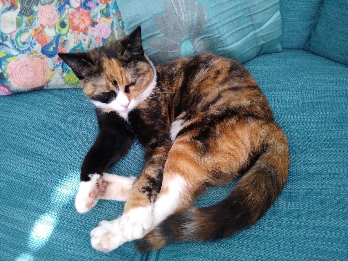 Lottie is big cat now. #CatsOfTwitter