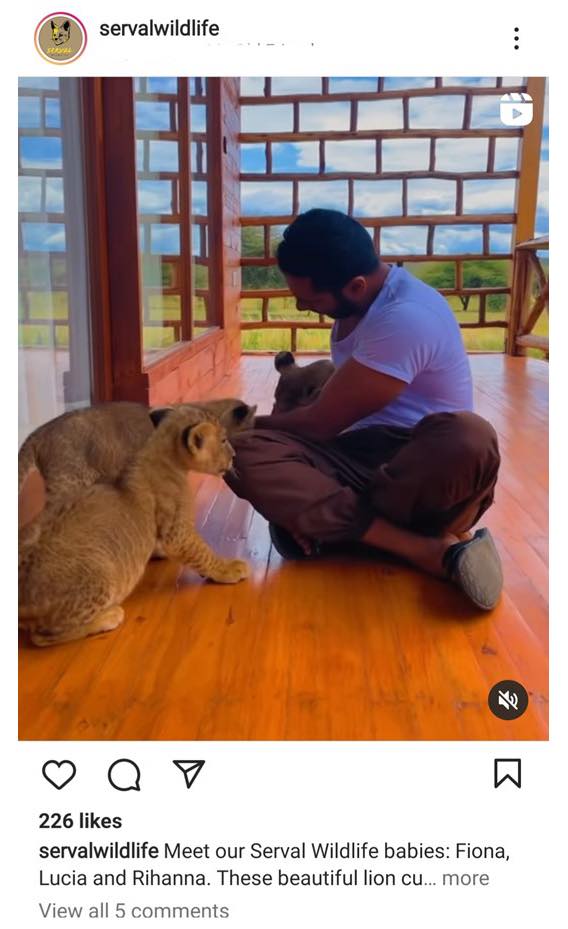 loveAfrica_'s tweet image. NEWS: At a time when South Africa is working so hard to prohibit captive wildlife interactions, other African countries are allowing the establishment of new facilities openly promoting unethical and inauthentic wildlife encounters. via @Blood_Lions 

bloodlions.org/news-stop-open…