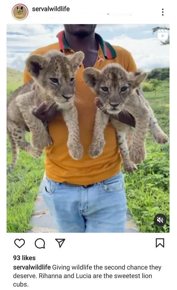 loveAfrica_'s tweet image. NEWS: At a time when South Africa is working so hard to prohibit captive wildlife interactions, other African countries are allowing the establishment of new facilities openly promoting unethical and inauthentic wildlife encounters. via @Blood_Lions 

bloodlions.org/news-stop-open…