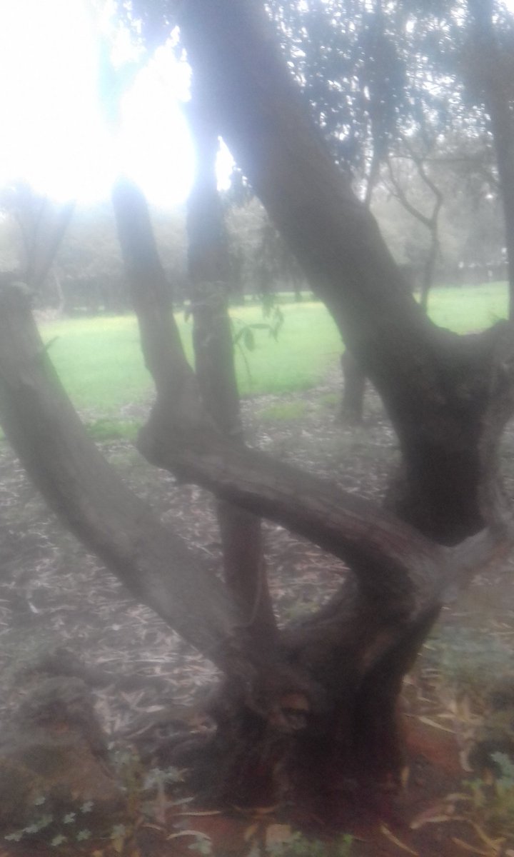 Beautiful natural art