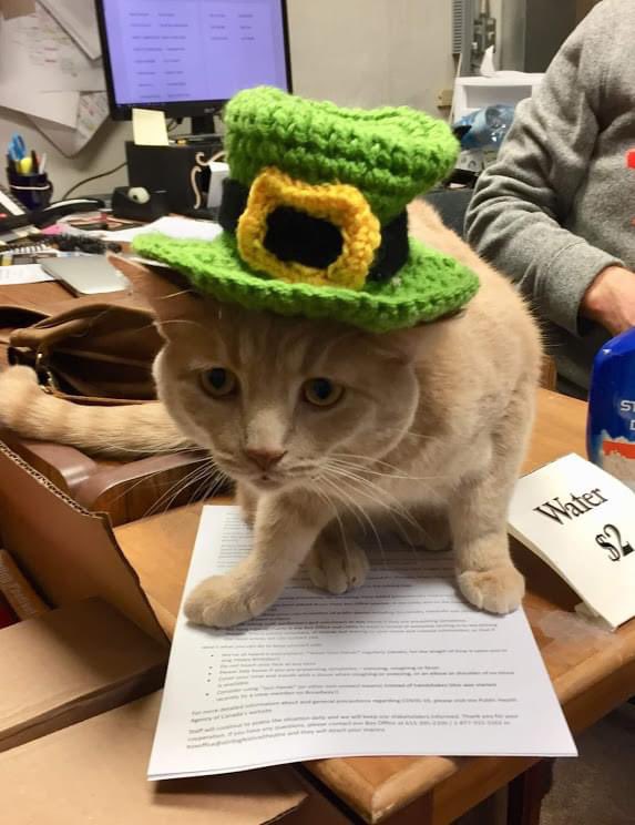 Here's a #throwbackthursday pic of our former theatre cat/forever mascot Sherwood. He's wishing you all a 🍀  HAPPY ST. PATRICK'S DAY! 🍀