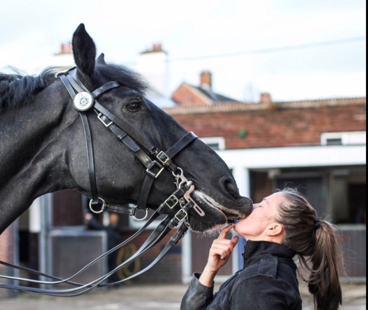 Mer Pol Mounted tweet media