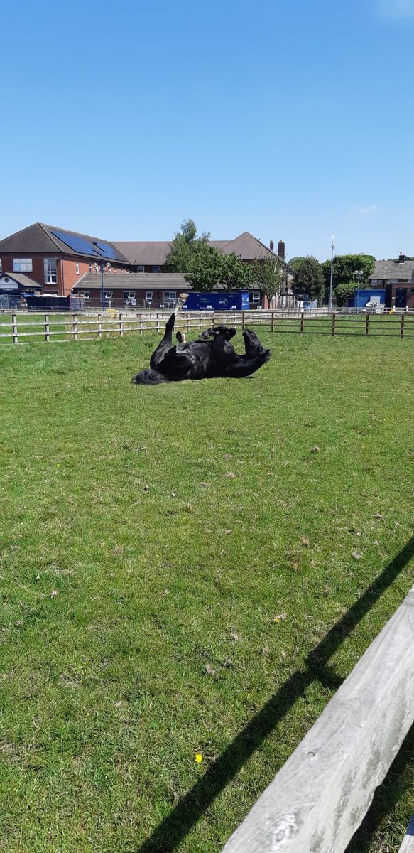 Mer Pol Mounted tweet media