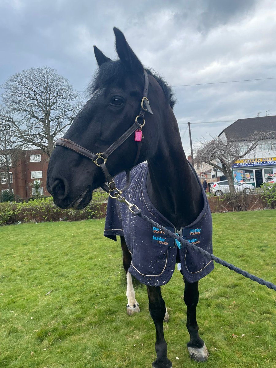 Mer Pol Mounted tweet media