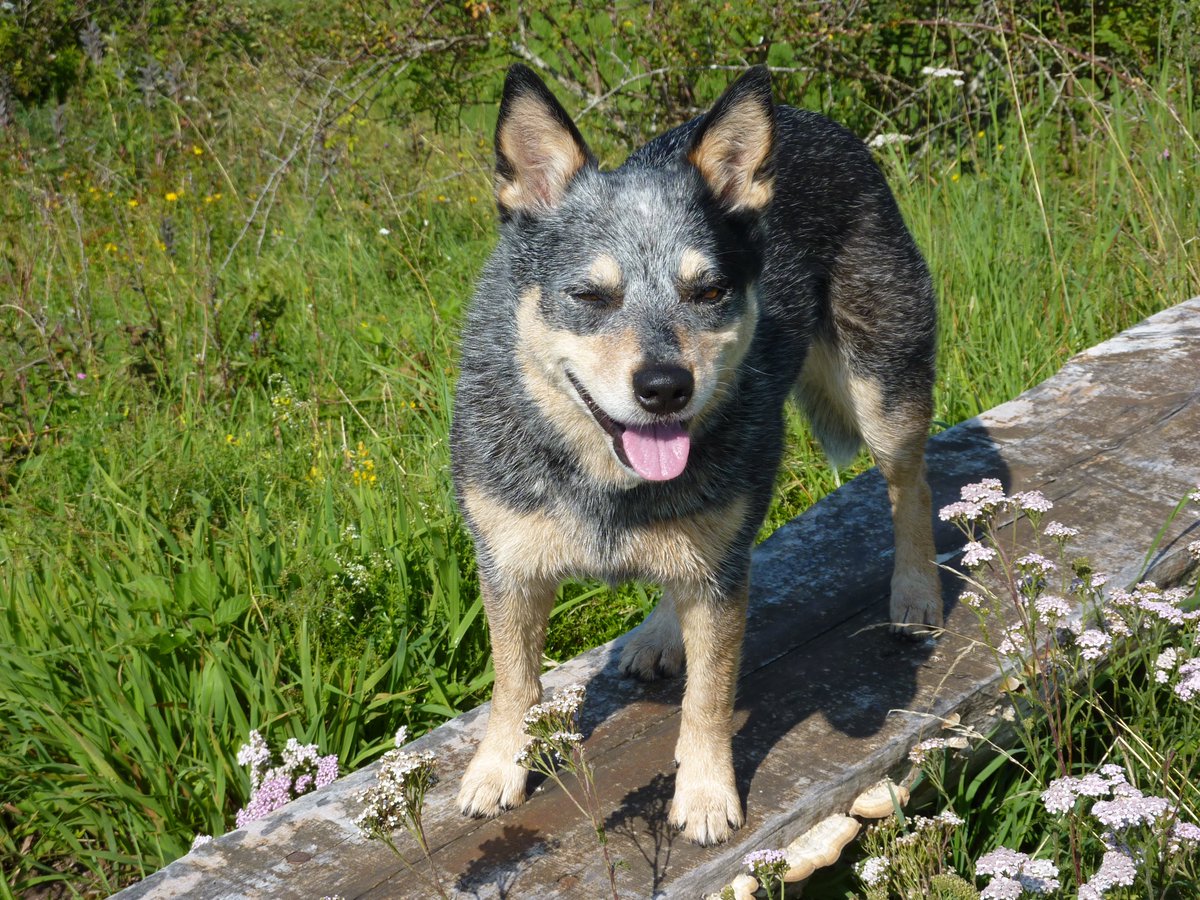 SjCattledog's tweet photo. #ThrowbackThursday with Ember 🌈 posing in July 2011 during a short holiday in the Blackforest, in Germany.

#RipEmber #RIPEmber 🐶🌈💖

#ACDS #AustralianCattledog #cattledog #Blueheeler #heeler #dogs #dogsoftwitter https://t.co/ijYIAqpjSZ