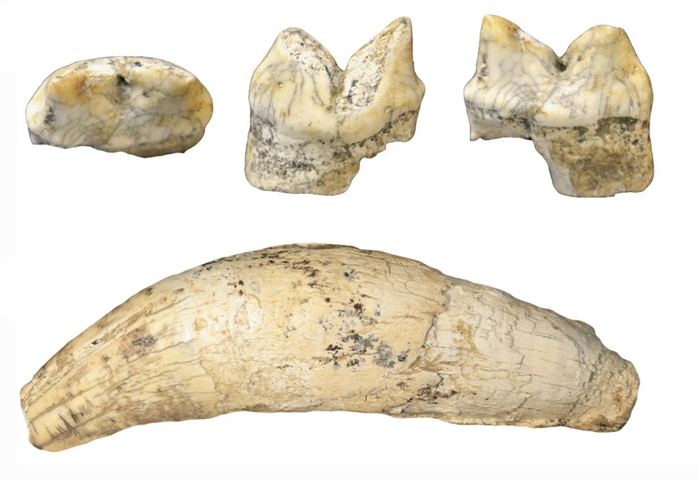 📢New #OpenAccess #research article "Middle Pleistocene Steppe Lion Remains from Grotte de la Carrière (Têt Valley, Eastern Pyrenees)" Full article available 👉doi.org/10.1007/s10914…
