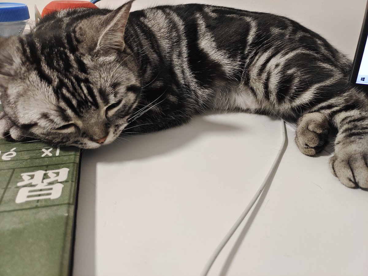 kassydaybyday's tweet photo. 吃完饭又开始睡了.

#CatsOnTwitter #CatsOfTwitter #CuteCats #猫の居る暮らし #猫の日2022 https://t.co/opdz7fBXrn
