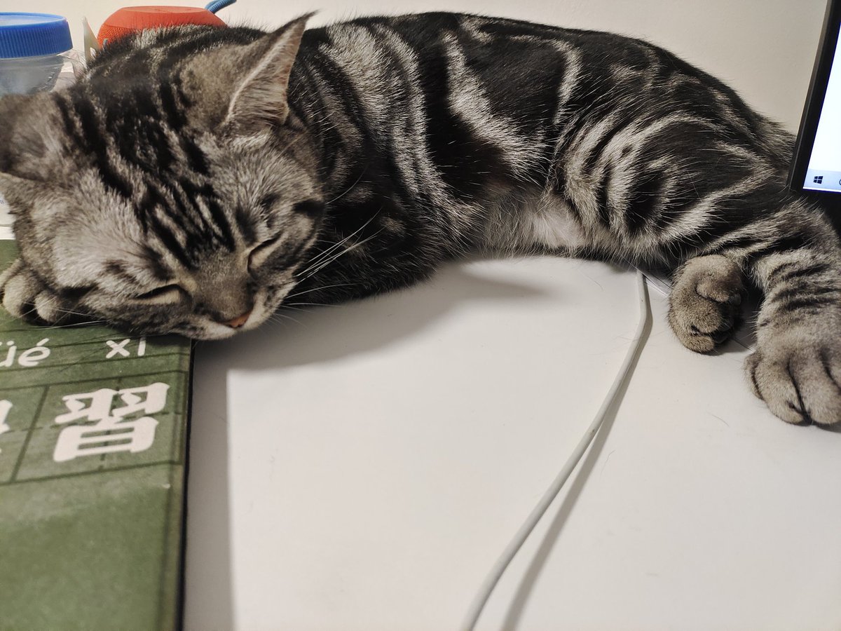 kassydaybyday's tweet photo. 吃完饭又开始睡了.

#CatsOnTwitter #CatsOfTwitter #CuteCats #猫の居る暮らし #猫の日2022 https://t.co/opdz7fBXrn