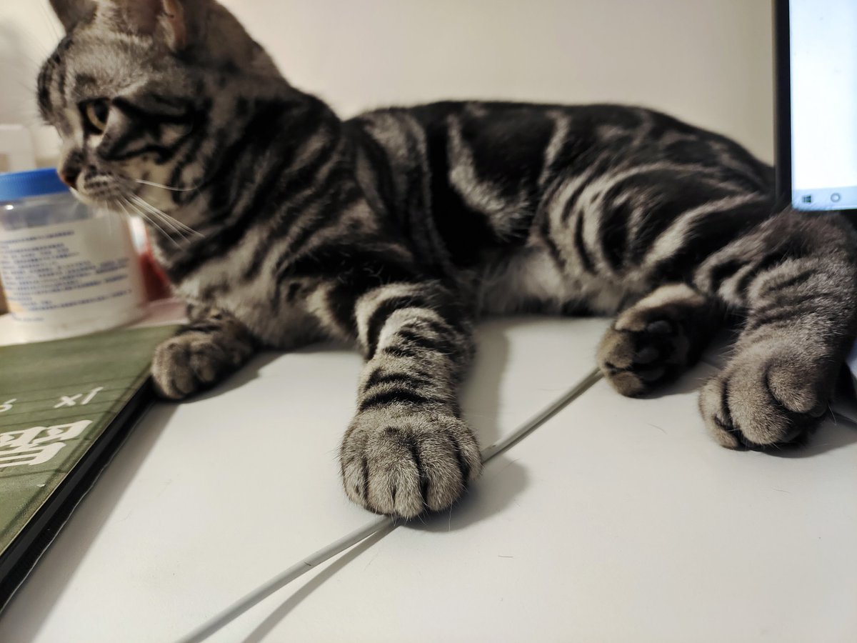 kassydaybyday's tweet photo. 吃完饭又开始睡了.

#CatsOnTwitter #CatsOfTwitter #CuteCats #猫の居る暮らし #猫の日2022 https://t.co/opdz7fBXrn