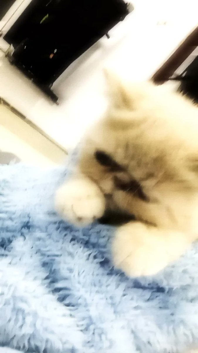 chupa_ch0's tweet photo. @kochengfess Hii,akuu kuma ,aku jenis Persia peaknose^^/ https://t.co/7MztDpZWeL