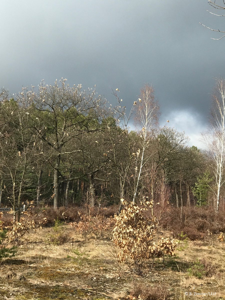 MLUKBrandenburg's tweet photo. Das #LELF informiert: Auch dieses Jahr ist mit Schäden durch die Larven des Goldafter-Schmetterlings in  #Brandenburg zu rechnen. Zur Vermeidung von Kahlfraß sollten Überwinterungsgespinste bis spätestens Anfang aus den Baumkronen herausgeschnitten werden.
https://t.co/Hnqoo3i1Ng https://t.co/xhCWYRS9DJ