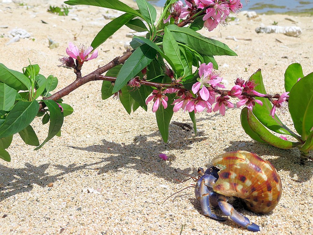 海辺の風景 浜辺の綺麗な桜の花、ヤドカリも花見をしているように見えます。 奄美 amami Hermit crabs, beautiful cherry blossoms on the bea