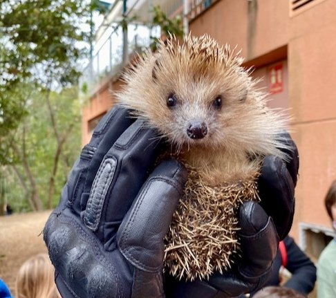 DMSEscola's tweet photo. Ja tornem a tenir dos eriçons més a l'escola; un mascle i una femella adults. A través de l'associació @galanthusnatura volem potenciar la sensibilització i consciència cap a la protecció i cura d'aquesta espècie. Esperem que se sentin com a casa i es vulguin quedar! #mediambient https://t.co/z0FHwk3Ezx