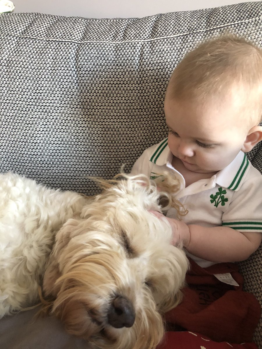 HarleyLedwidge's tweet photo. My tiny human brother is helping me relax today…sleepy time #bonding #DogsAreFamily #love 💙 https://t.co/1yYCz1awIC