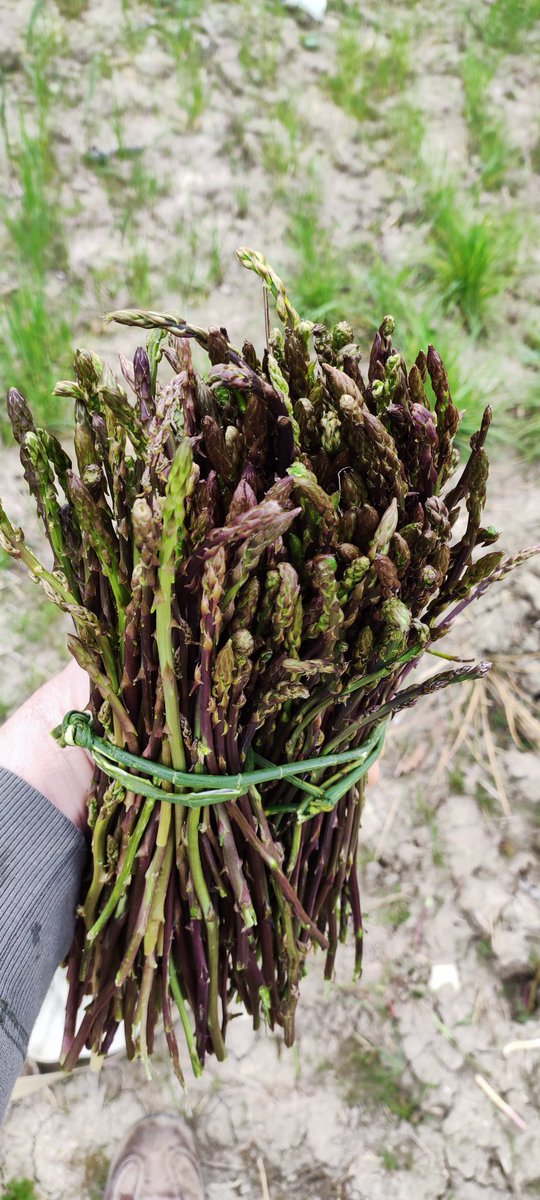Fiori primaverili, fiori di marzo! #asparagoselvatico #asparagus #mottamontecorvino #montidaunisettentrionali #montidauni #daunia #puglia
