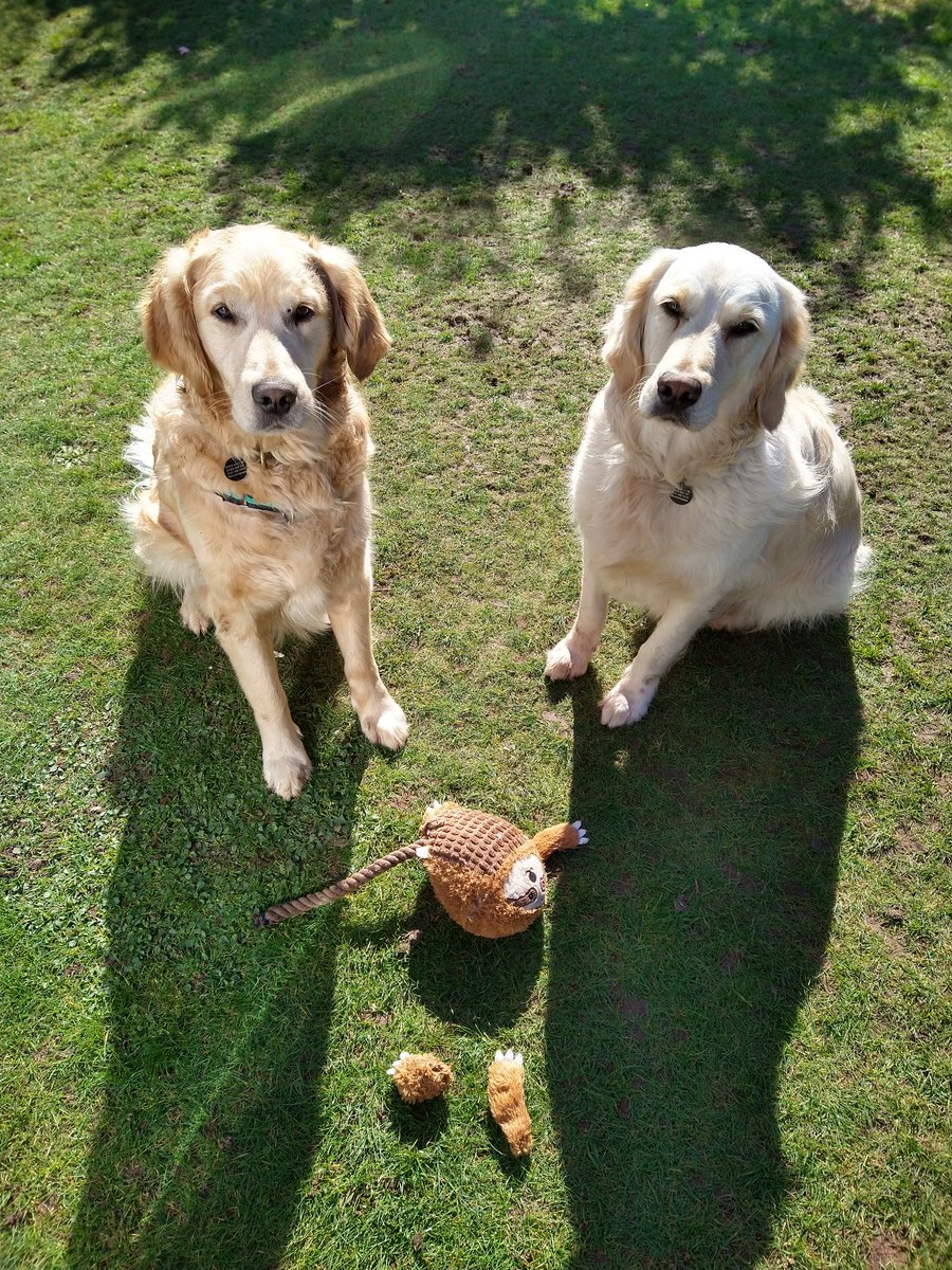 kitteridge_lisa's tweet photo. Guilty as charged. Evidence has been collected! 🤣

Yes Slothy has been in the wars again. Urgent surgery needed. Good job there's a spare one!!

#boys
#TugOfWar
#PoorSlothy
#BuyOneGetOneFree
#GuiltyFaces https://t.co/y06jaDZLxN