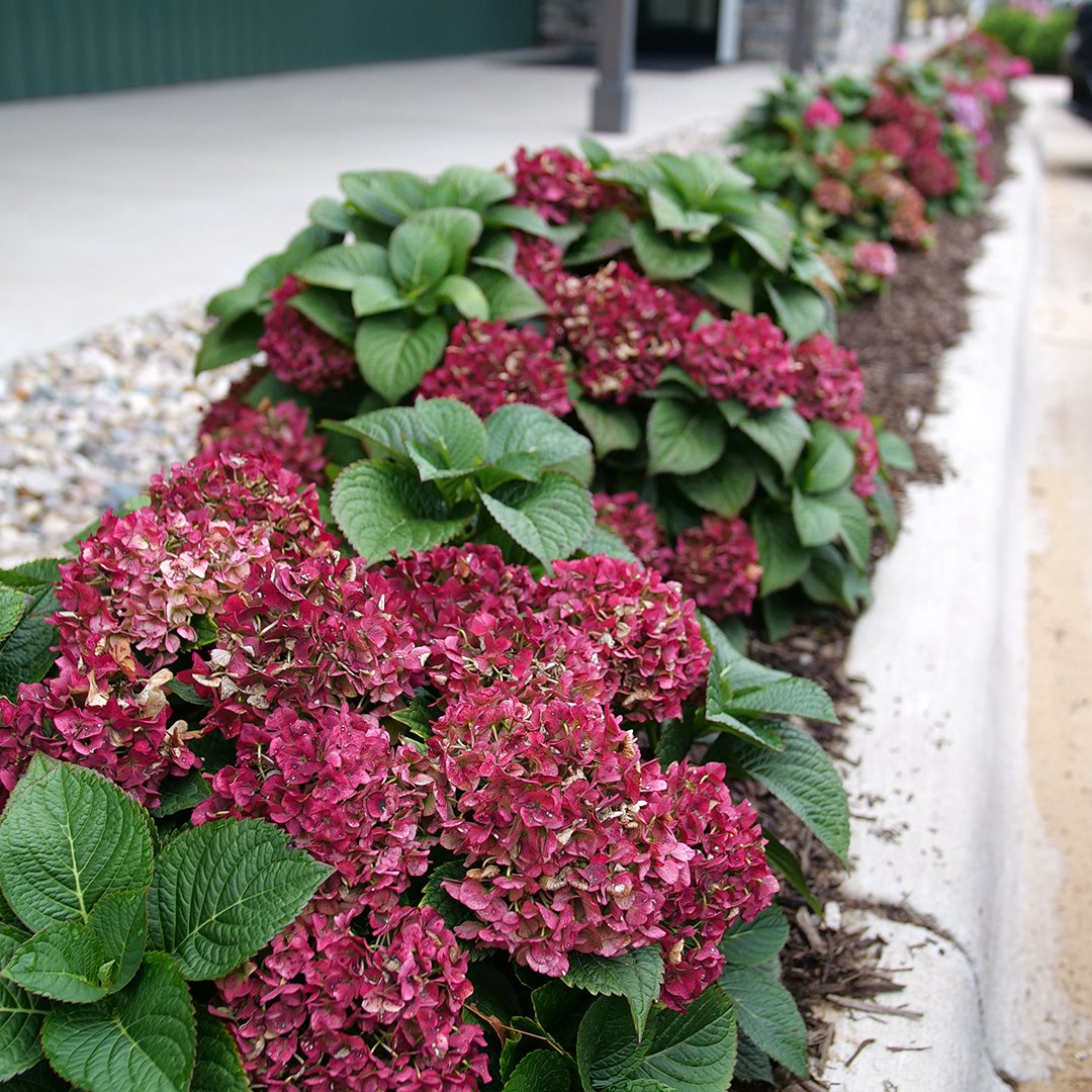 OfHydrangea's tweet photo. It's nice when hydrangea flowers ages to a beautiful color instead of brown. The reblooming variety Let's Dance® Big Band begins dark pink-ish-red and ages to cherry red. #hydrangea #hydrangeas #horticulture #newplants #gardening #gardendesign #landscape https://t.co/8pYHIFk3BC https://t.co/FU7rqZeHSp