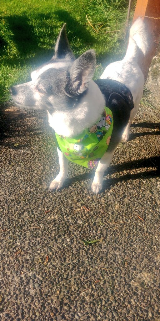 jztkddng's tweet photo. Had a dream about Jasper last night. We were just out walking in the sunshine. ❤❤ https://t.co/gJKjaTl3M1
