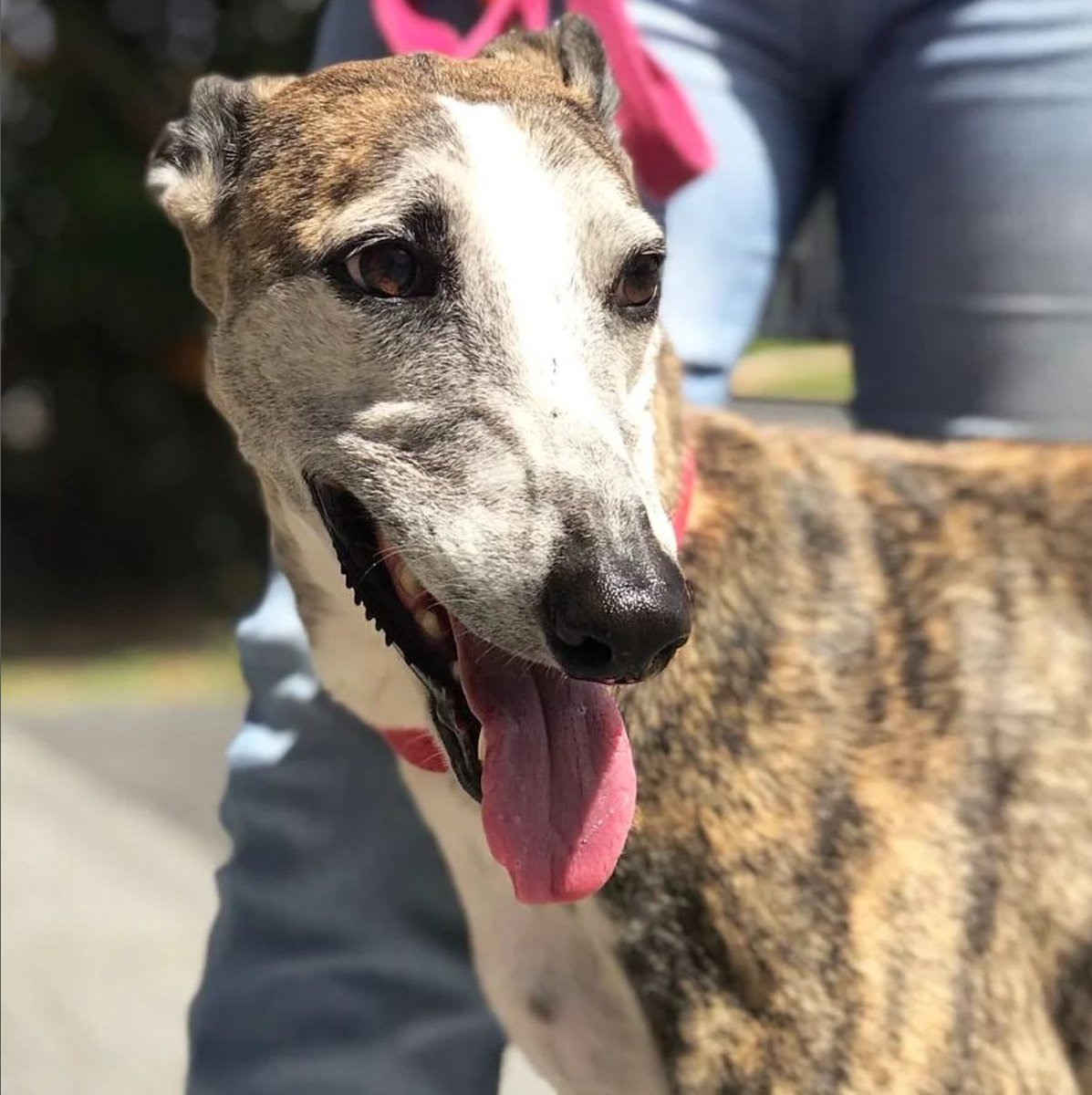 goncy's tweet photo. Hoy a las 19:00 hs 🇦🇷 vení a conocer a tu próxima empresa, para apoyar una buena causa 👀. 8 empresas van a contar que hacen en 5 minutos para llamar tu atención, a cambio de una donación para Adopcanem.

En https://t.co/5o7n5jCFI9 🙌

Seguí leyendo 👇 🧵 (perris en cada tweet) https://t.co/B9C0h0SscB