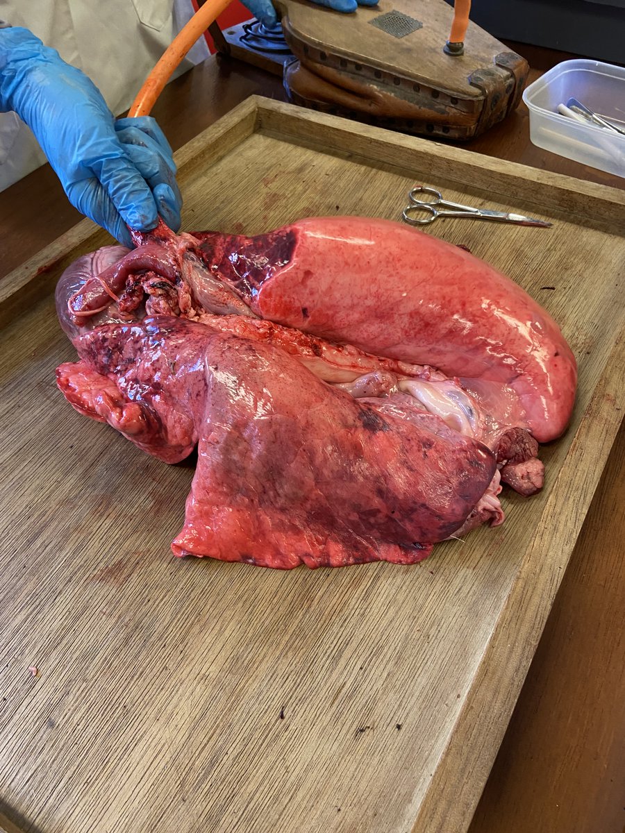 ScienceBHGirls's tweet photo. More exciting activities for British Science Week! Year 9 biologists are exploring the lungs by looking at a dissection and making models #BritishScienceWeek2022 https://t.co/D9MxRzafox