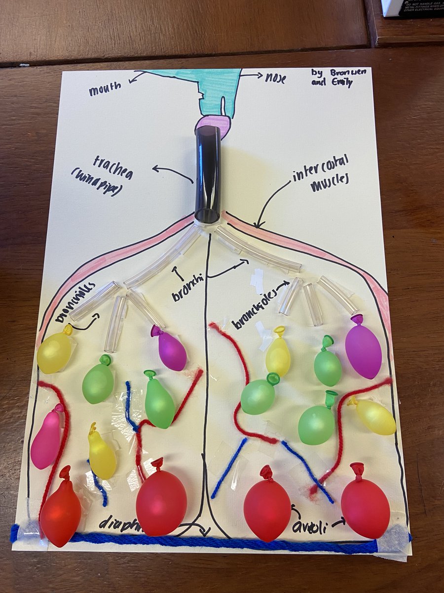 ScienceBHGirls's tweet photo. More exciting activities for British Science Week! Year 9 biologists are exploring the lungs by looking at a dissection and making models #BritishScienceWeek2022 https://t.co/D9MxRzafox