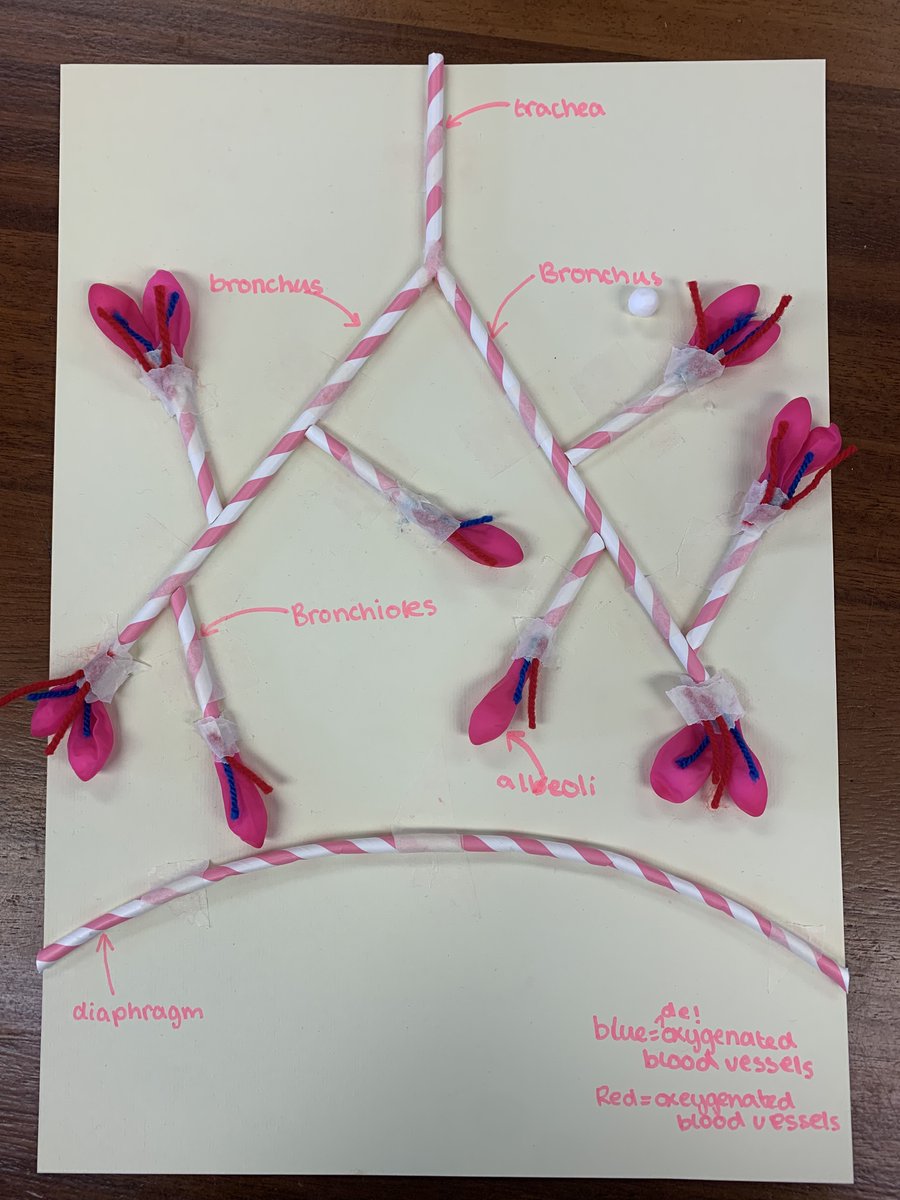 ScienceBHGirls's tweet photo. More exciting activities for British Science Week! Year 9 biologists are exploring the lungs by looking at a dissection and making models #BritishScienceWeek2022 https://t.co/D9MxRzafox