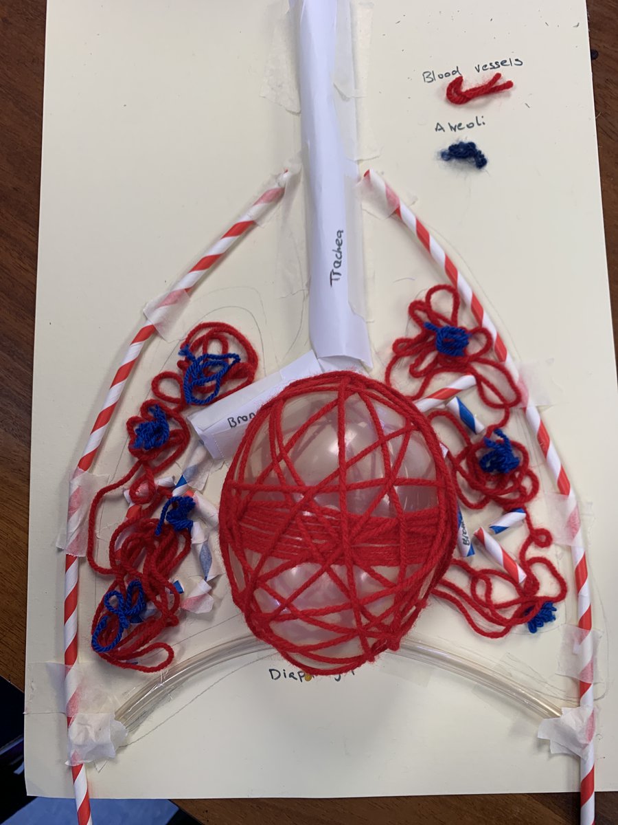 ScienceBHGirls's tweet photo. More exciting activities for British Science Week! Year 9 biologists are exploring the lungs by looking at a dissection and making models #BritishScienceWeek2022 https://t.co/D9MxRzafox