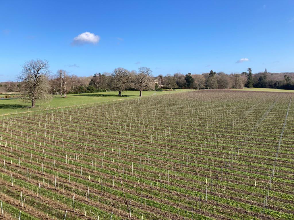 coolhurstestate's tweet photo. Beautiful day in Sussex! Pruning is finally finished and now it’s time to tie down. Spring weather set for a week… 😎

#vinyardlife #pruning #vineyardpruning #vineyardvibes #englishwine #horsham #winesocial #englishvineyard #westsussex https://t.co/AazuwGDCI5